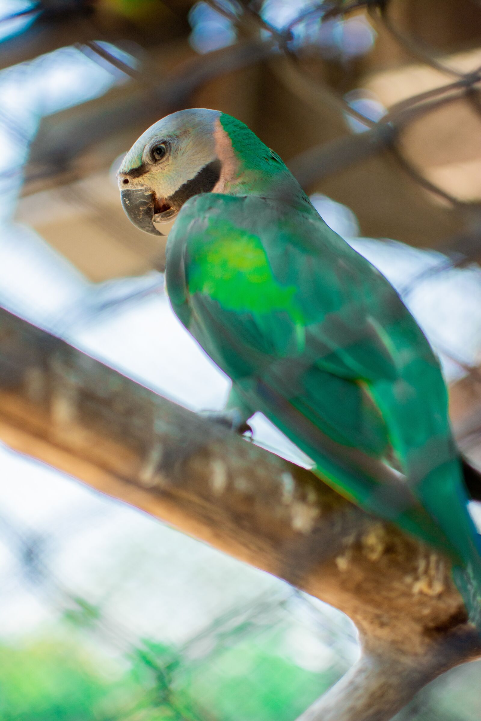 Nikon D5200 sample photo. Bird branches, colorful birds photography
