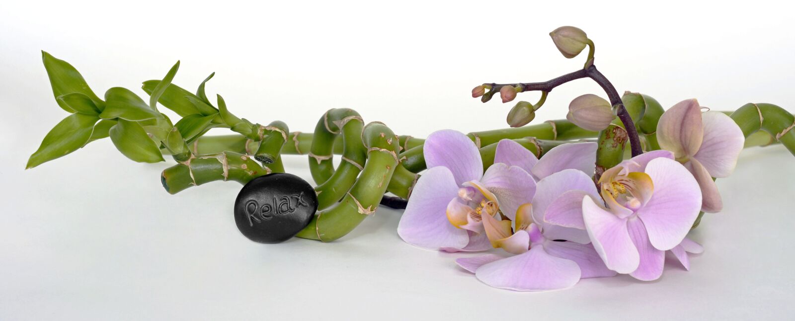 Nikon D7100 sample photo. Orchid, orchid flower, bamboo photography