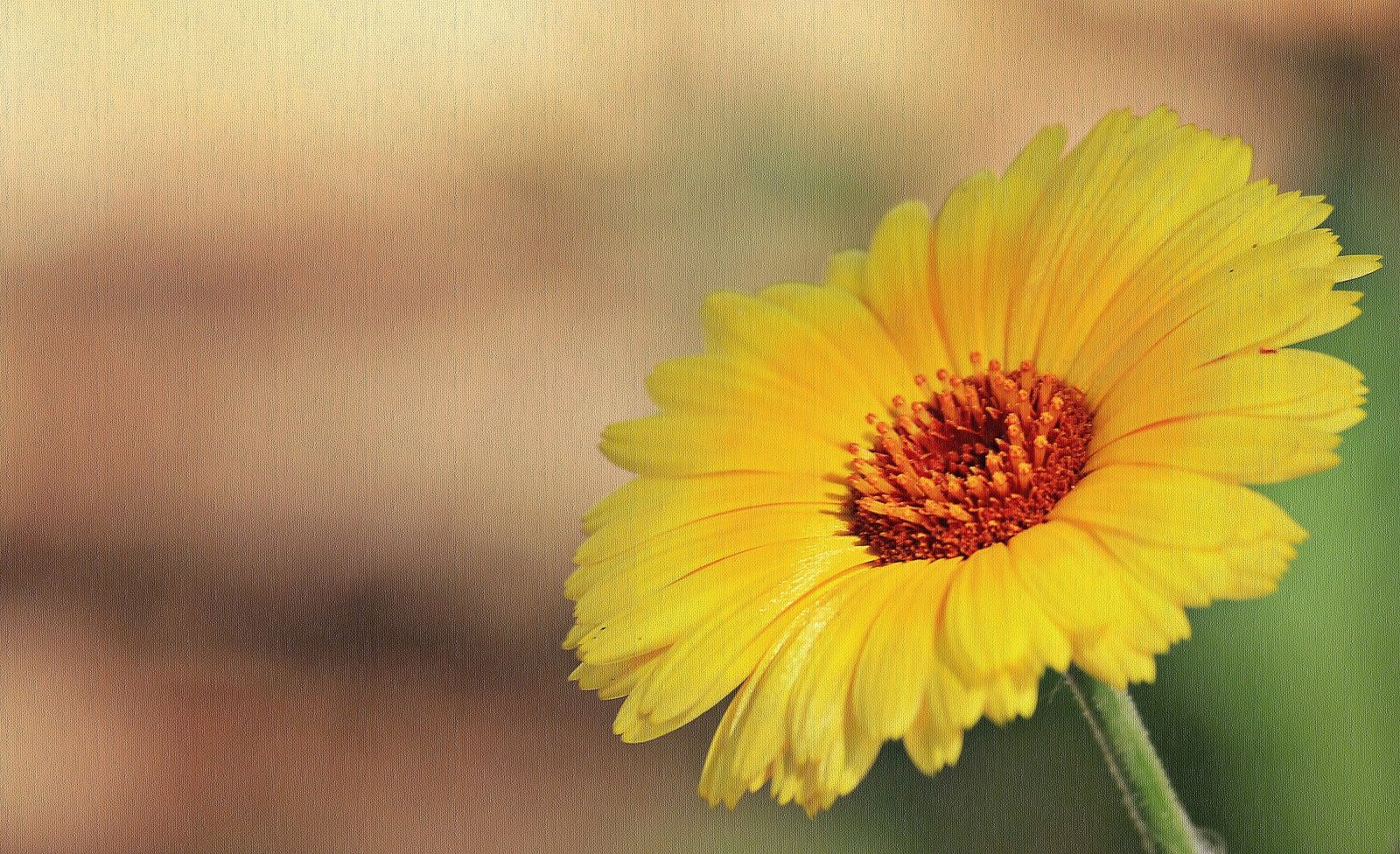 Canon EOS 550D (EOS Rebel T2i / EOS Kiss X4) sample photo. Marguerite, flower, yellow marguerites photography