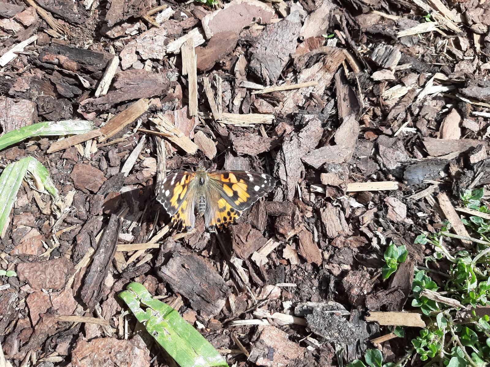 Samsung Galaxy A50 sample photo. Vanessa cardui, bark mulch photography