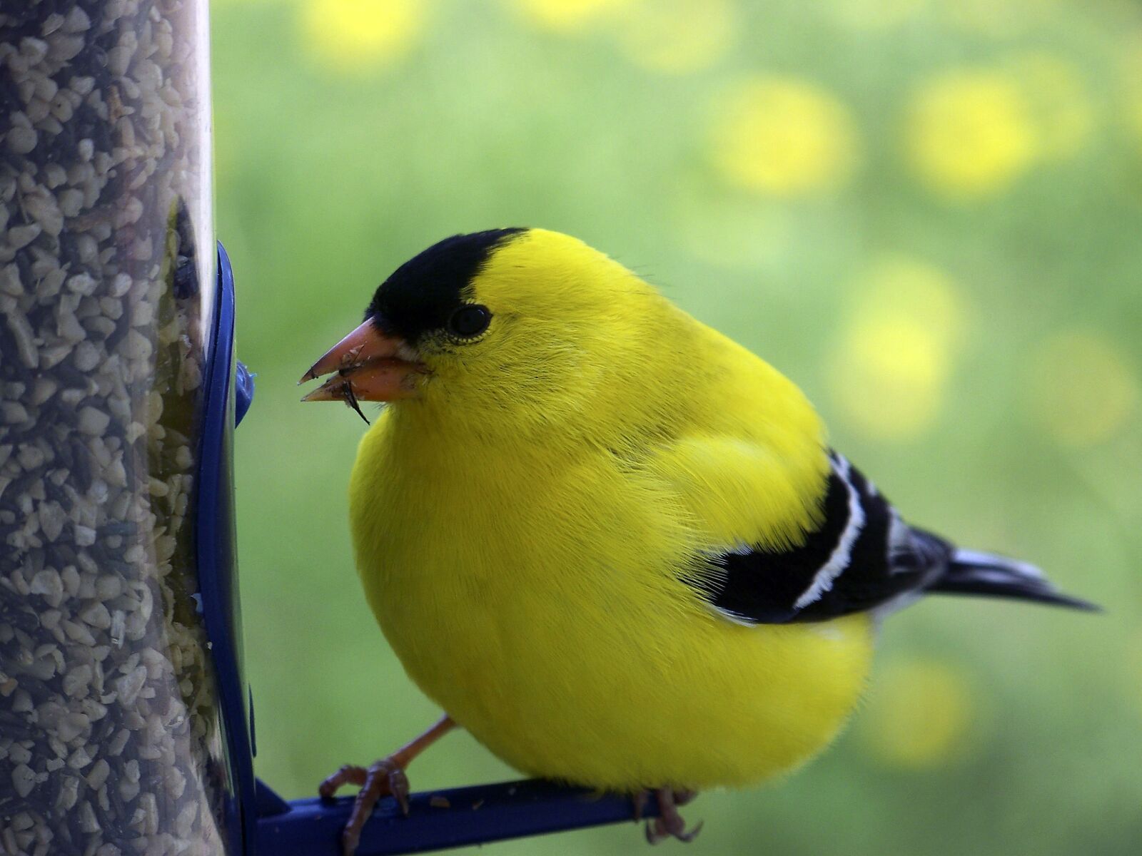 Kodak Z712 IS ZOOM DIGITAL CAMERA sample photo. Birds, birdwatching, wild photography