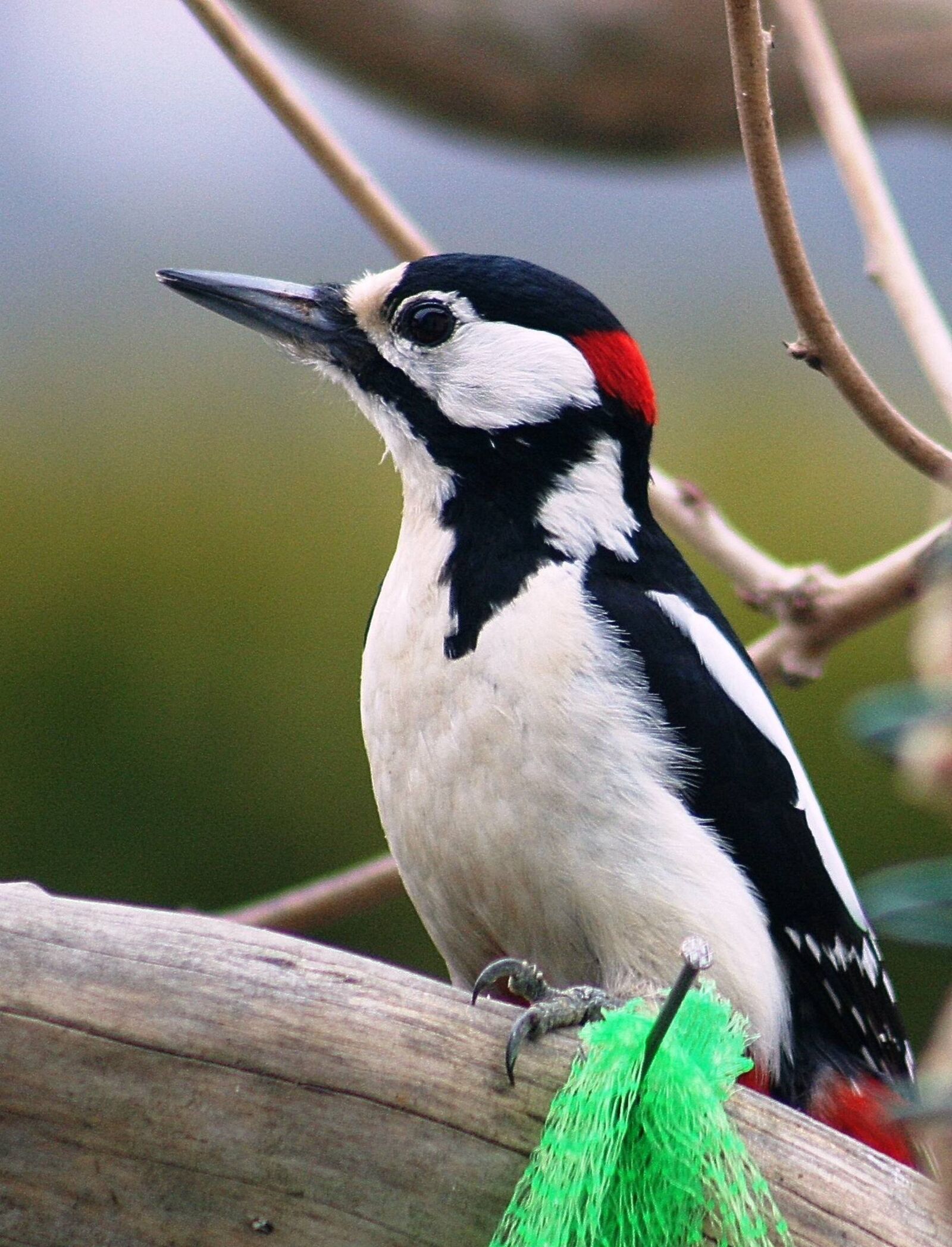 Canon EOS 350D (EOS Digital Rebel XT / EOS Kiss Digital N) sample photo. Woodpecker, great spotted woodpecker photography
