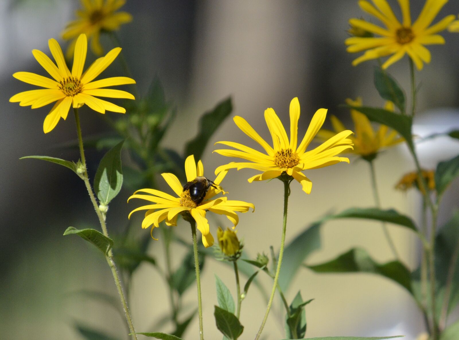 Nikon D5100 sample photo. Flowers, yellow, yellow flowers photography