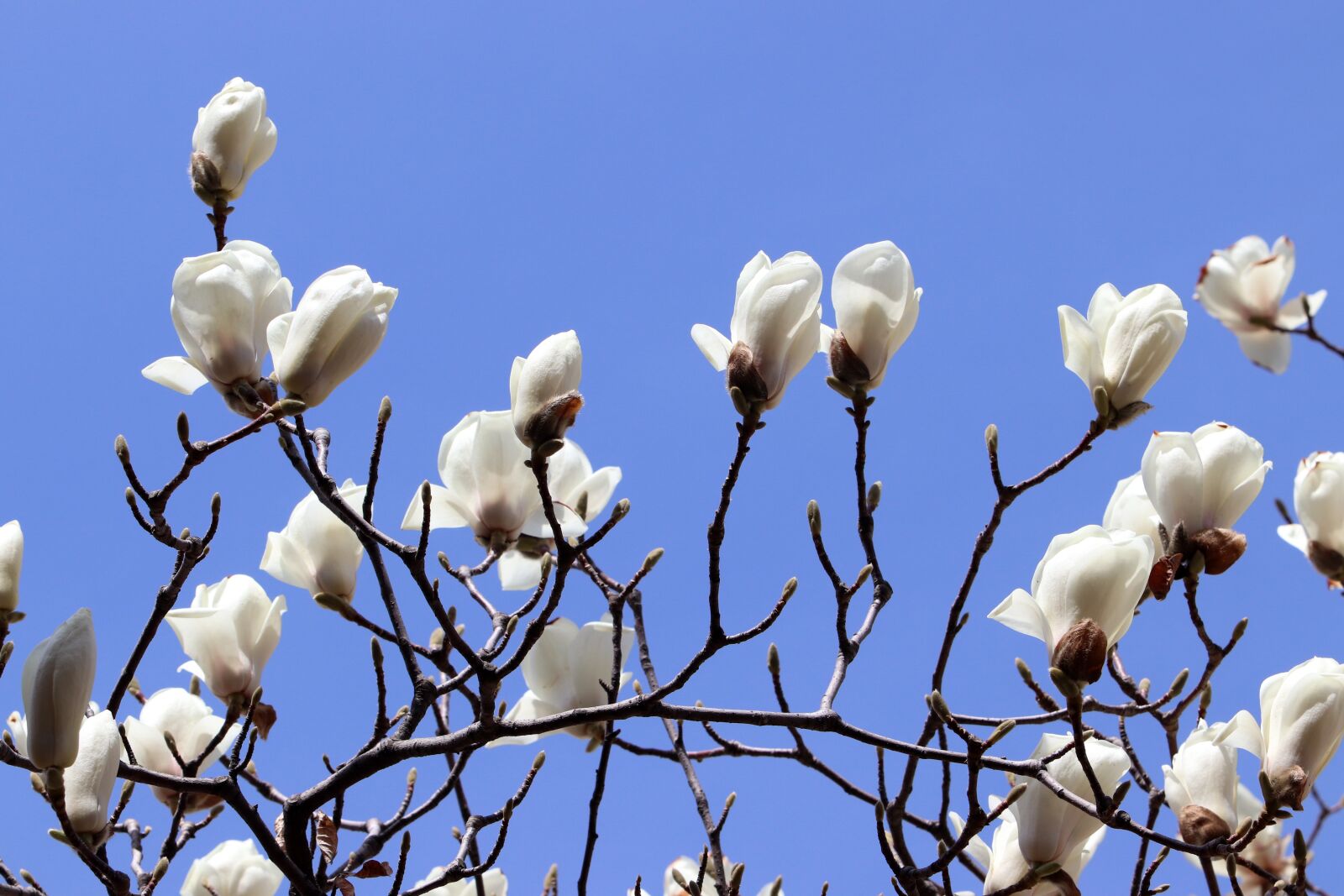 Canon EF 70-200mm F2.8L USM sample photo. Magnolia, spring, flowers photography