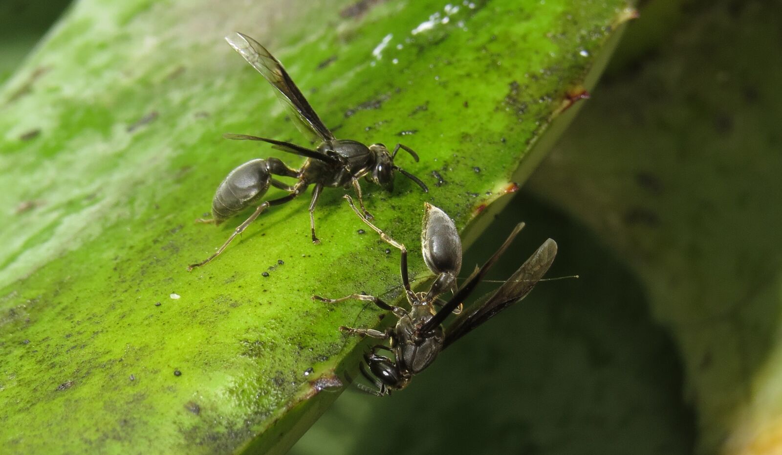 Canon PowerShot SX50 HS sample photo. Macro, insect, wasp photography