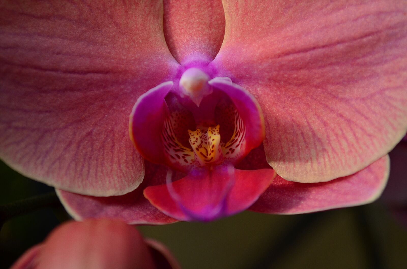 Nikon D5100 sample photo. Orchid, flower, blossom photography
