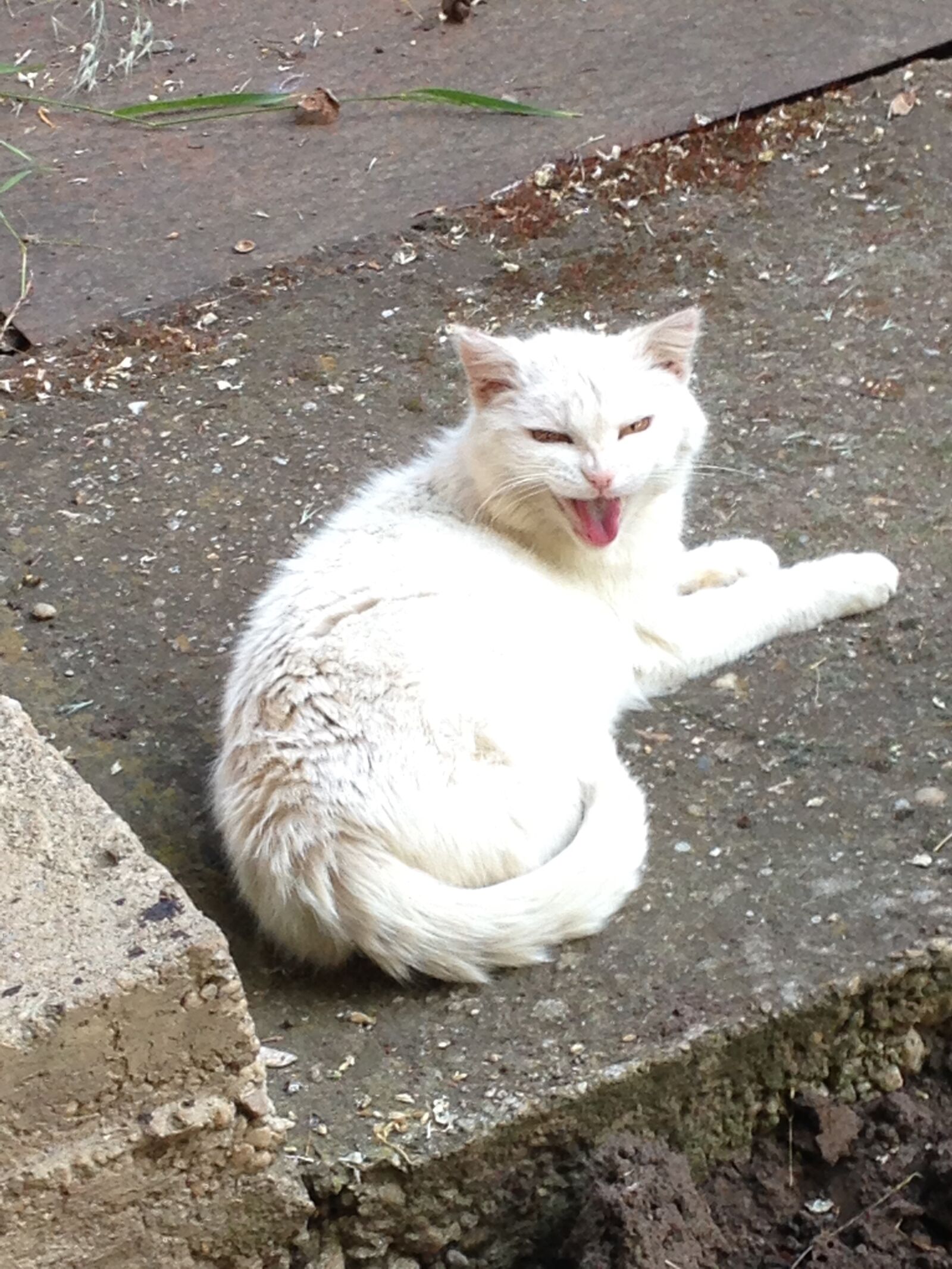 iPhone 5 back camera 4.12mm f/2.4 sample photo. Cat, wild, feline photography