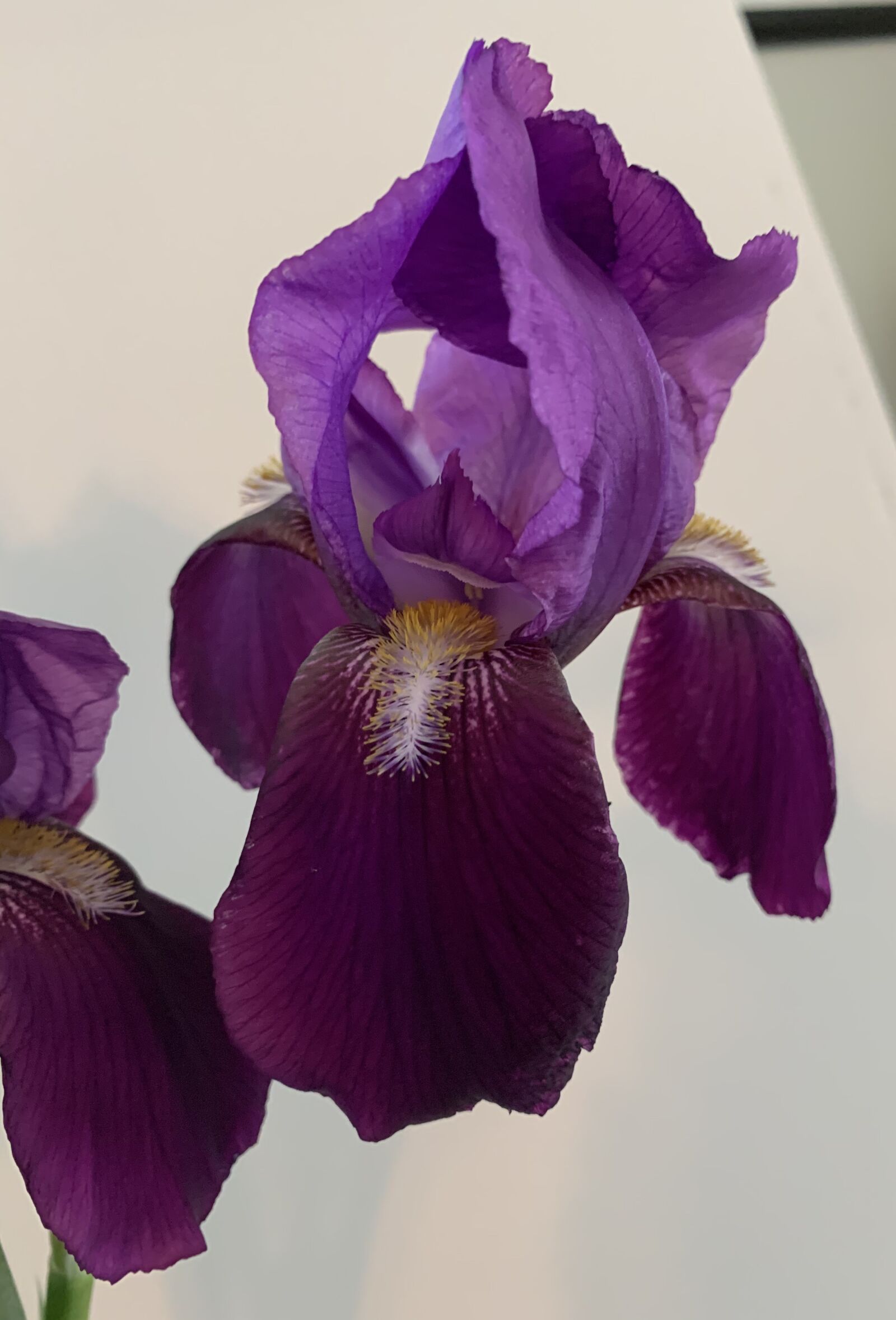 Apple iPhone XR sample photo. Flower, iris, purple photography