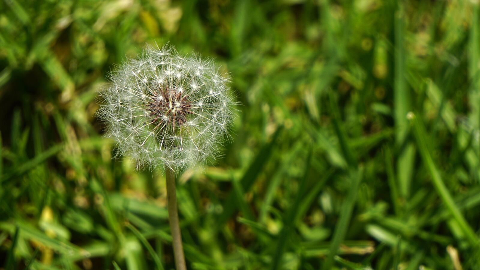Sony a5100 sample photo. Dandelion, grass, nature photography