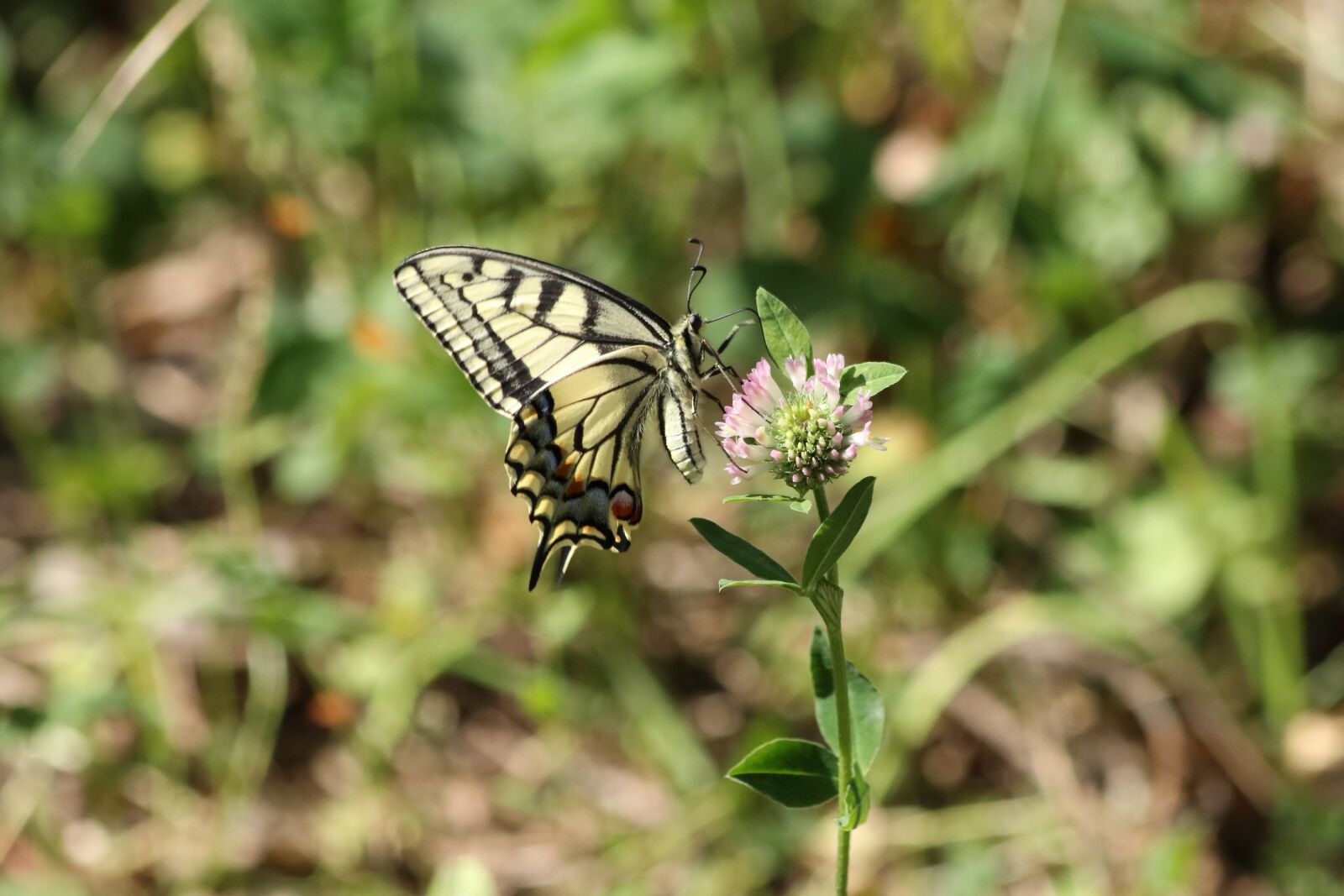 Canon EOS 77D (EOS 9000D / EOS 770D) + Canon EF 70-300mm F4-5.6 IS USM sample photo. Swallowtail, butterfly, summer photography