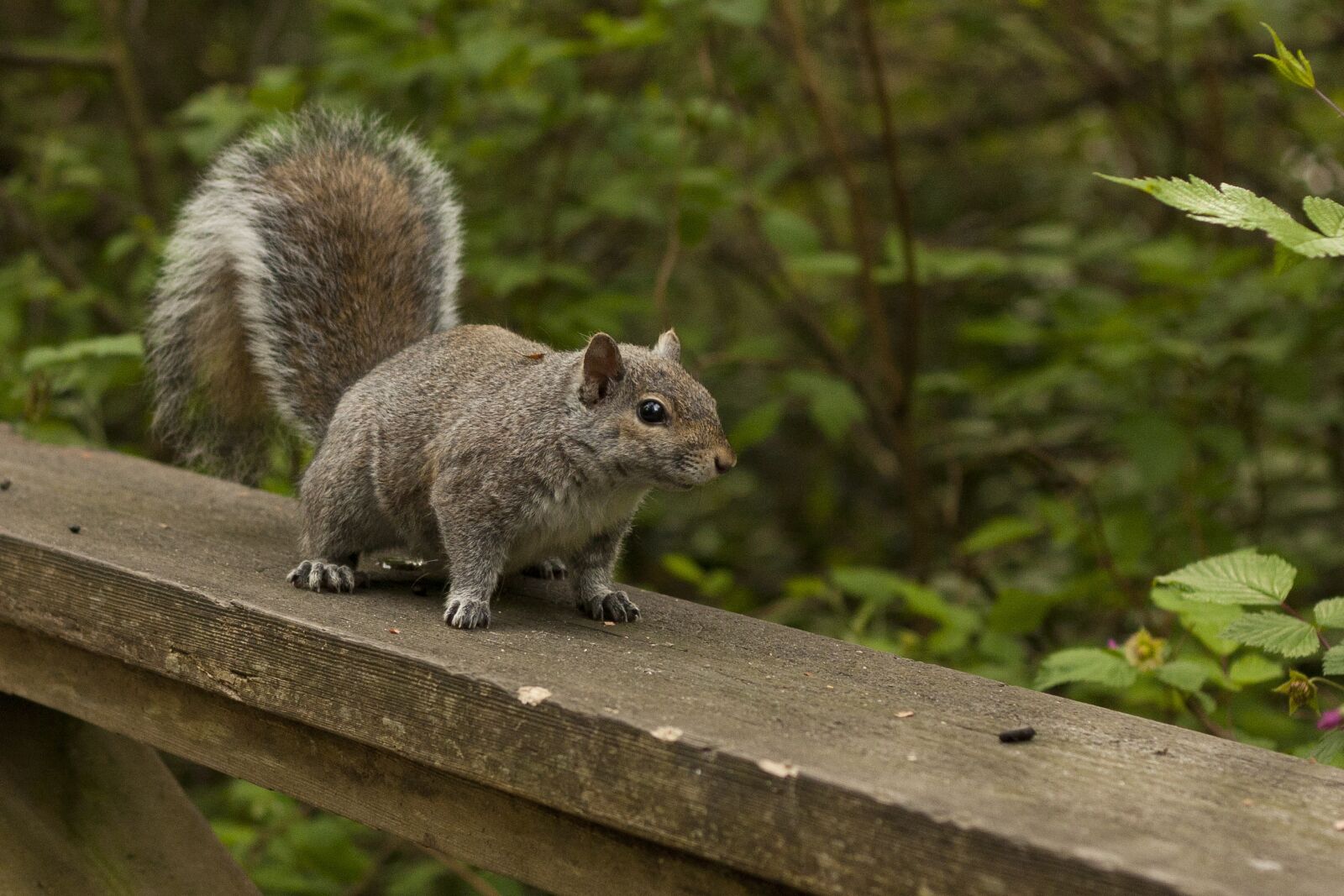 Canon EOS 450D (EOS Rebel XSi / EOS Kiss X2) sample photo. Squirrel, nature, wild photography
