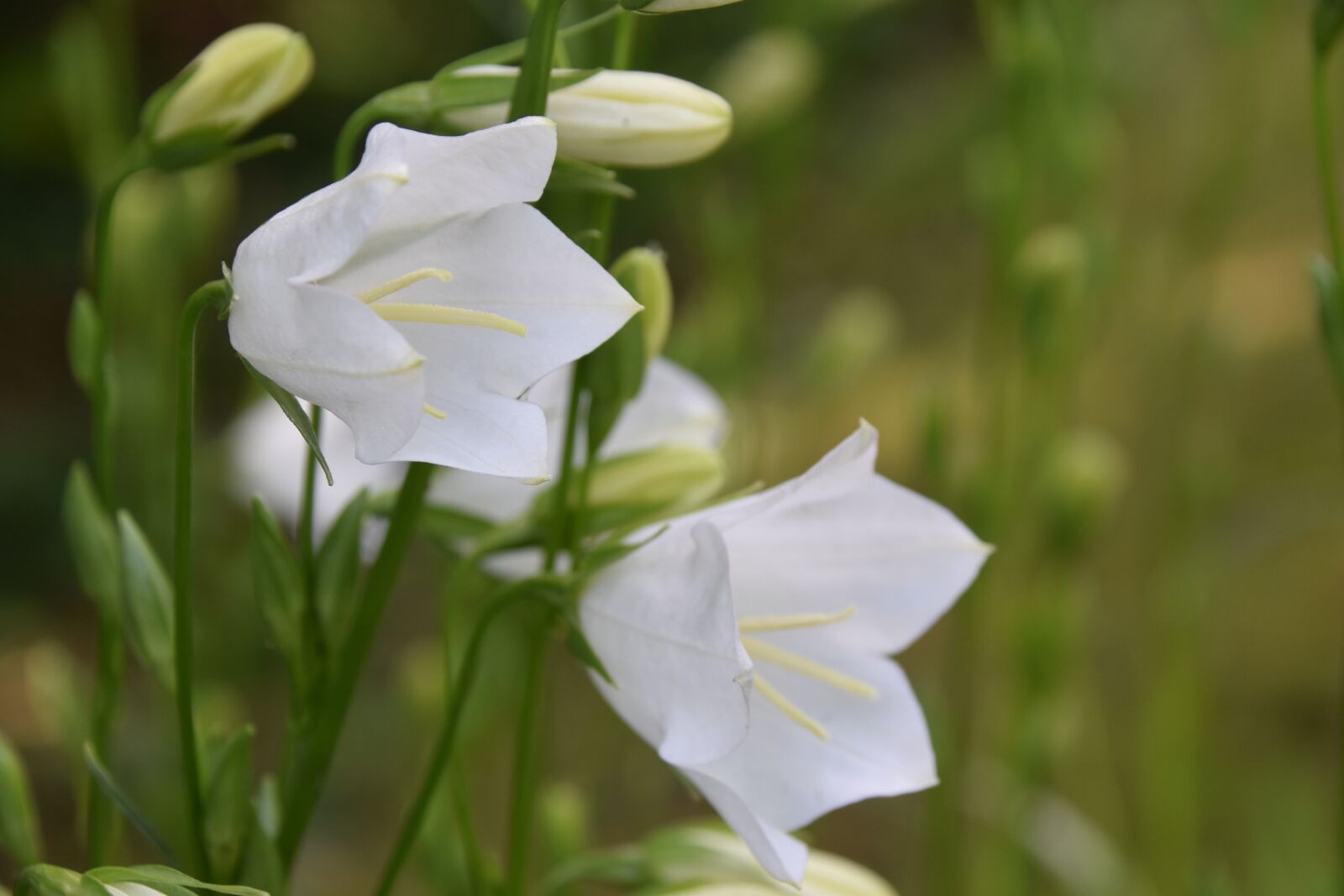 Nikon D5600 sample photo. Flowers, white flowers, buttons photography