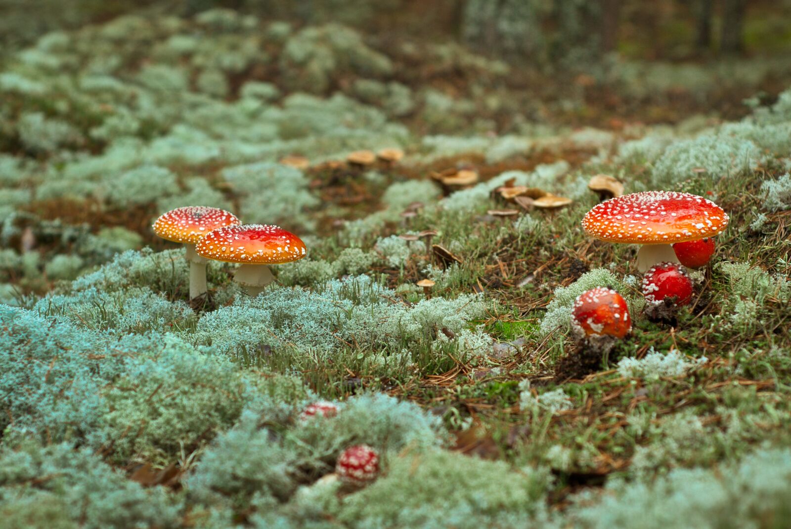 Nikon D80 sample photo. Nature, mushroom, toadstool photography