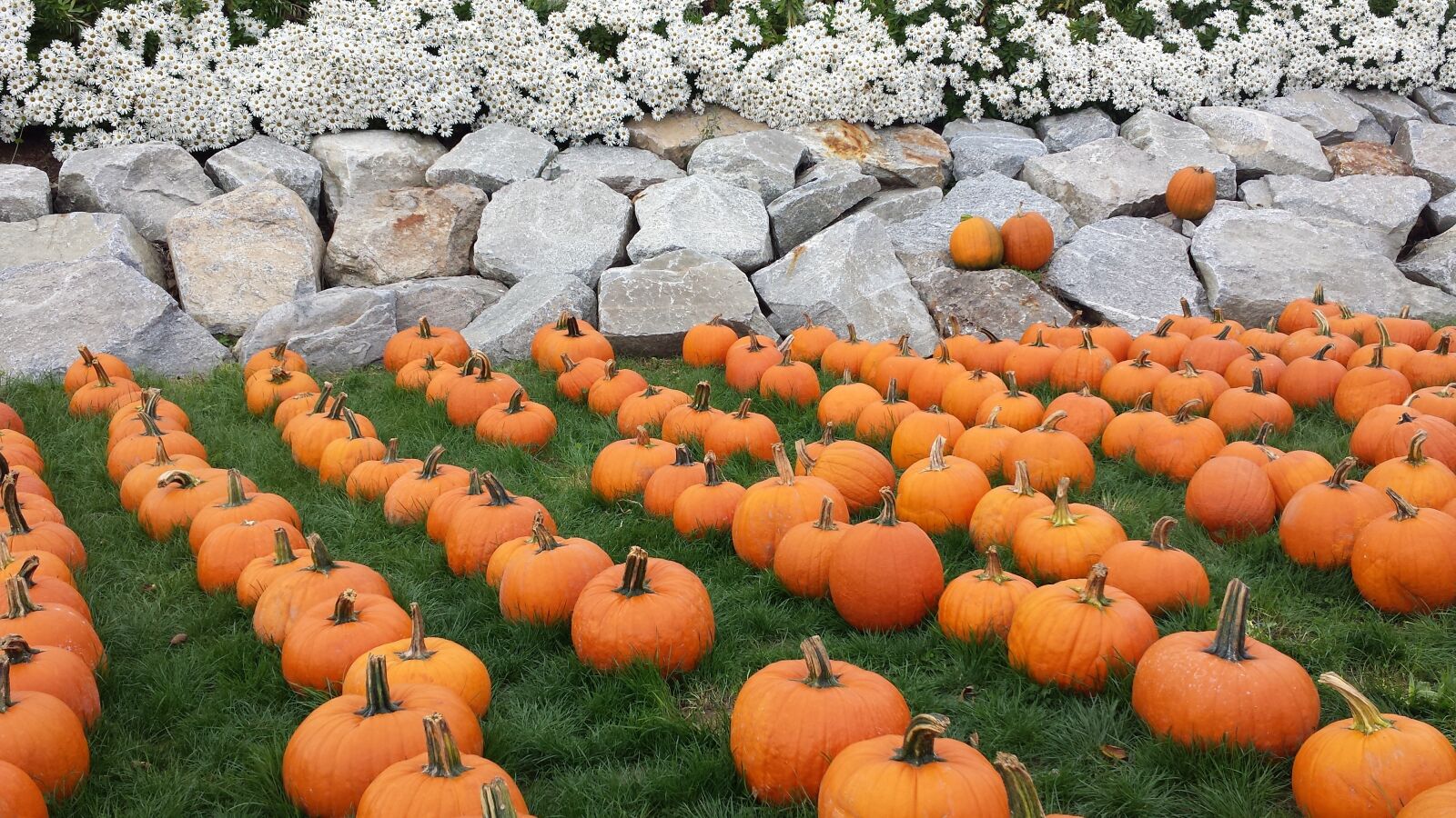 Samsung Galaxy S4 sample photo. Fall, pumpkin, halloween photography