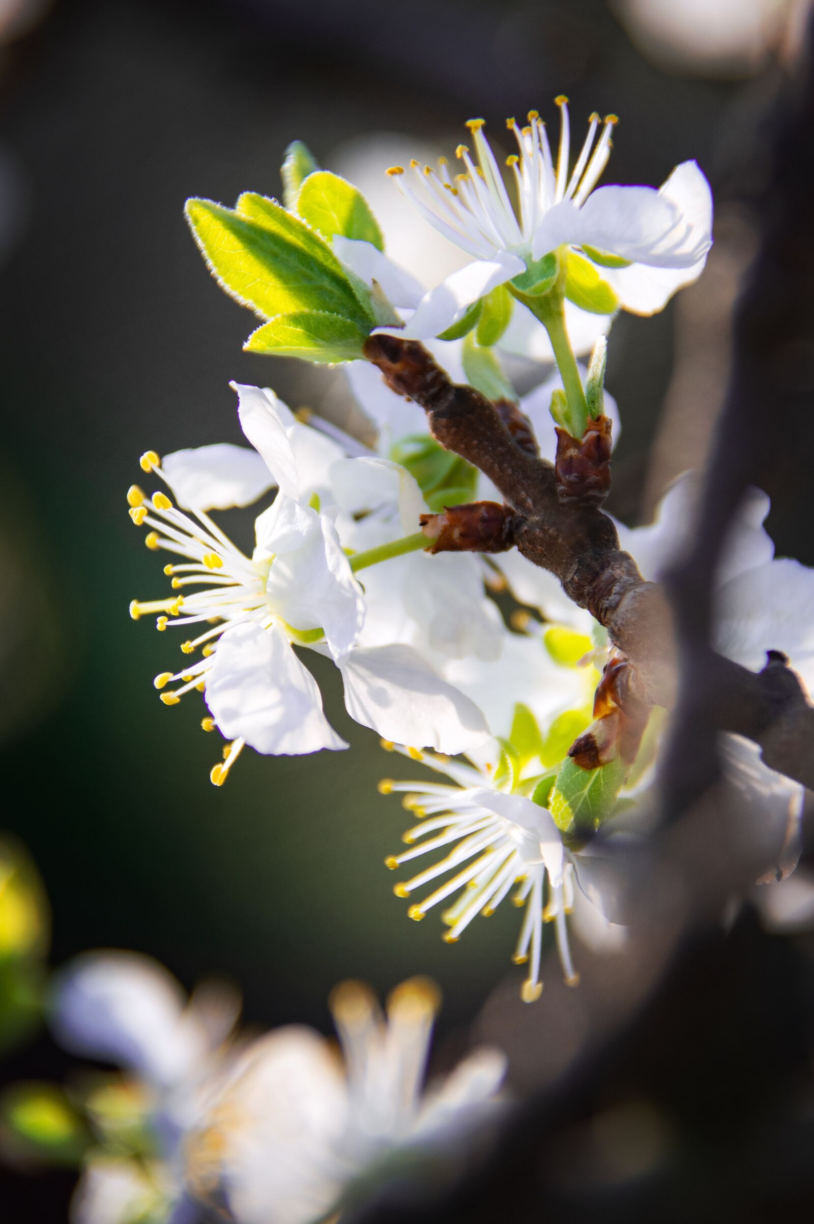 Nikon D3200 sample photo. Spring flowers, bloom, spring photography