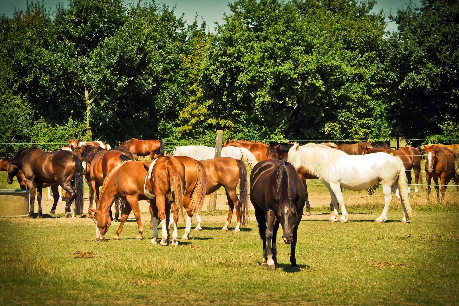 Olympus OM-D E-M10 sample photo. Horses, animal, nature photography