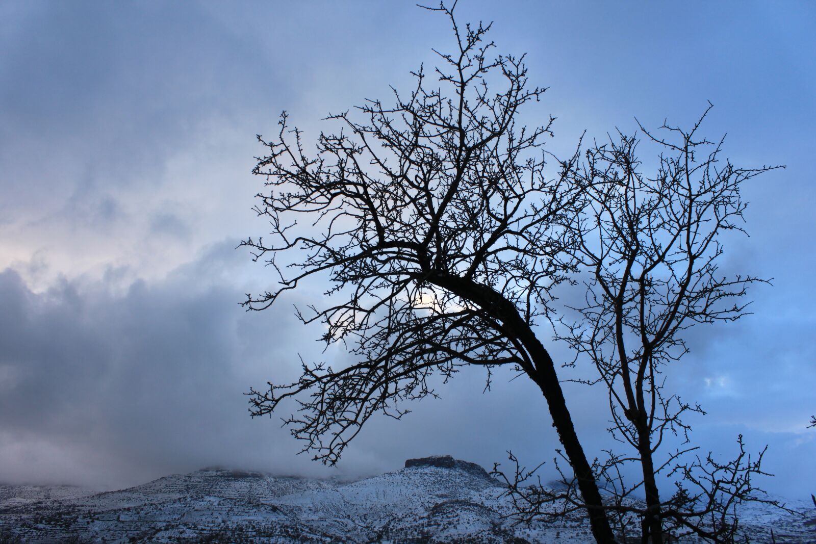Canon EOS 500D (EOS Rebel T1i / EOS Kiss X3) sample photo. Snow, winter landscape, tree photography