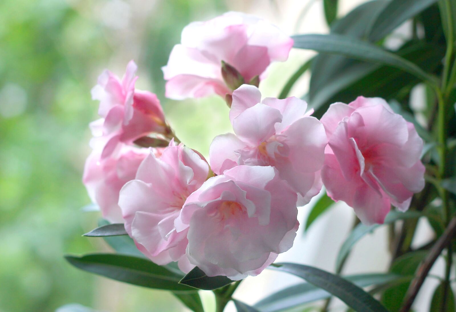 Canon EOS 1100D (EOS Rebel T3 / EOS Kiss X50) + Canon EF 50mm F1.8 II sample photo. Oleander, flowers, nature photography