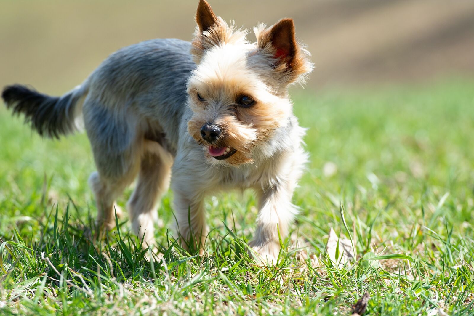 Nikon D7100 sample photo. Dog, small meadow, grass photography