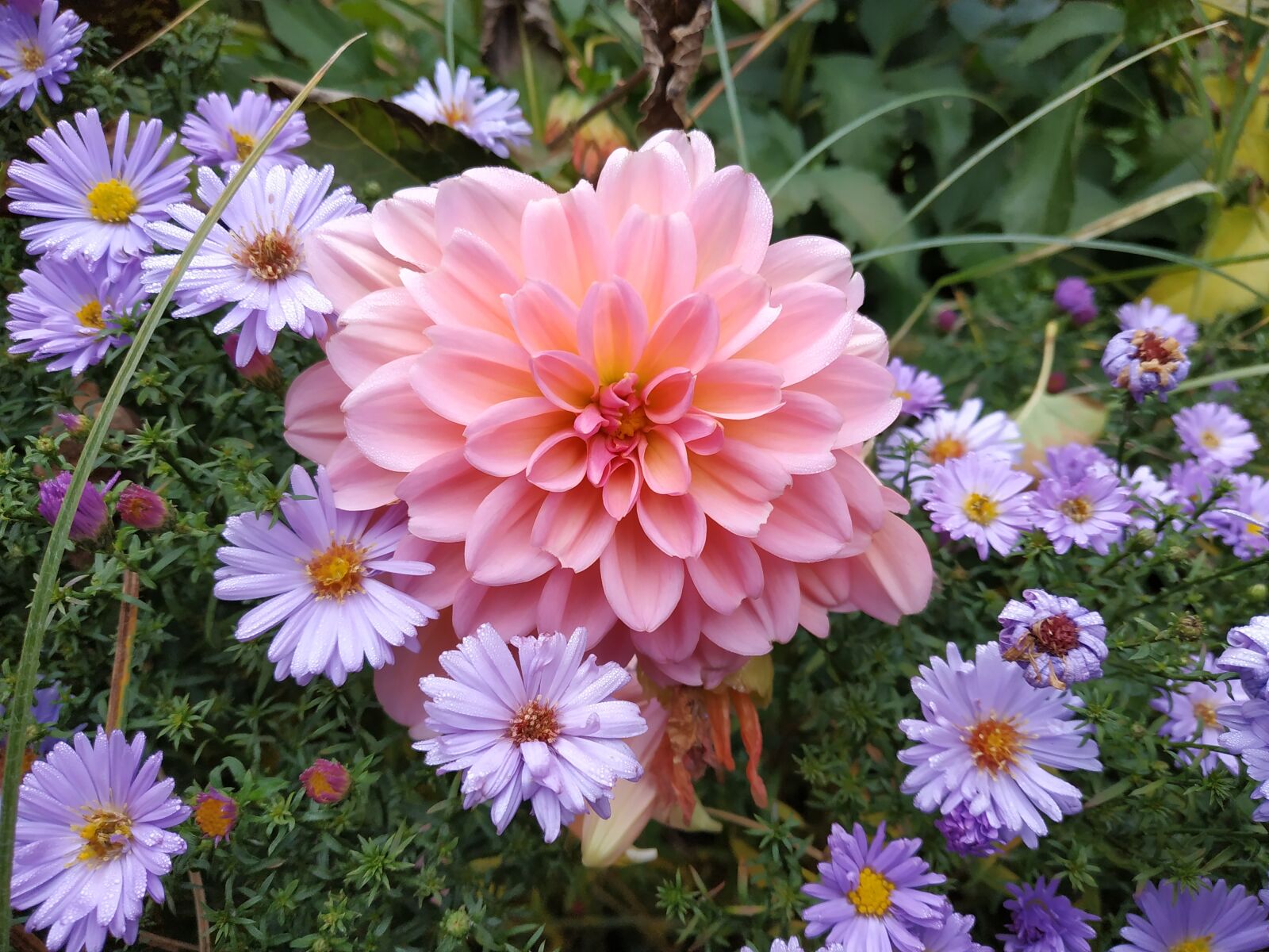 Xiaomi Redmi Note 5 sample photo. Nature, flowers, summer photography