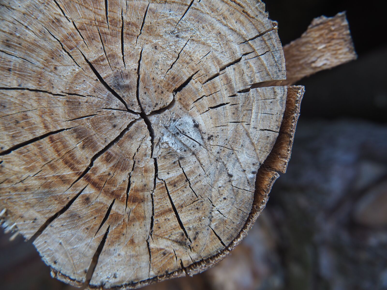 Olympus OM-D E-M10 sample photo. Wood, structure, tribe photography