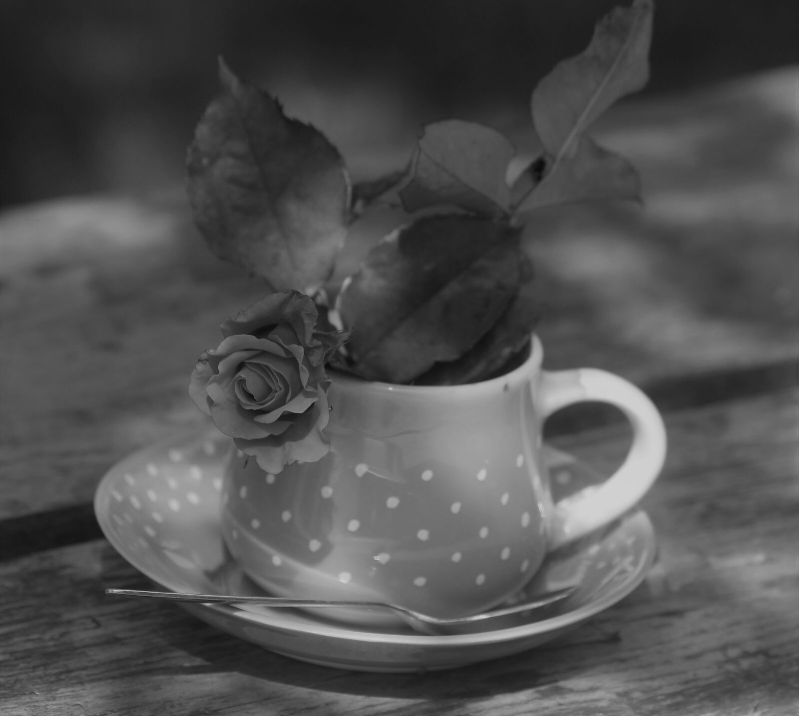 Canon EOS 550D (EOS Rebel T2i / EOS Kiss X4) sample photo. A cup of, romance photography