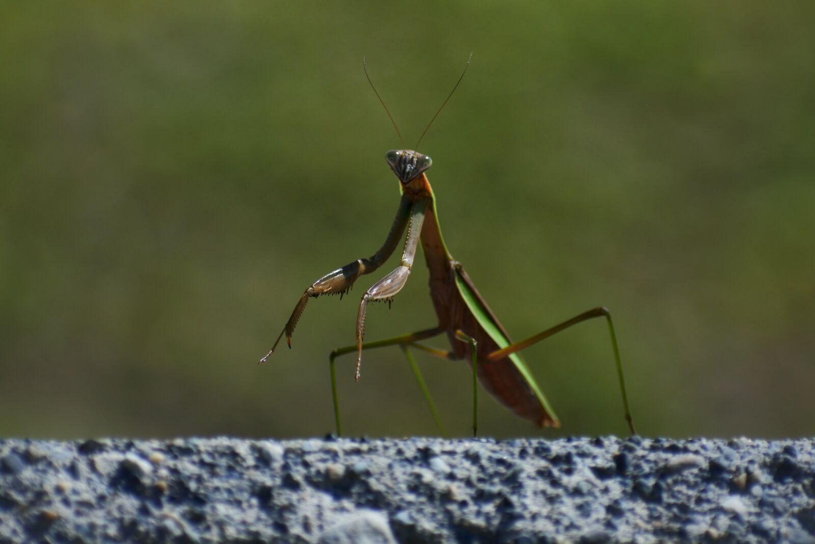 VR 70-300mm f/4.5-6.3G sample photo. Natural, landscape, insect photography