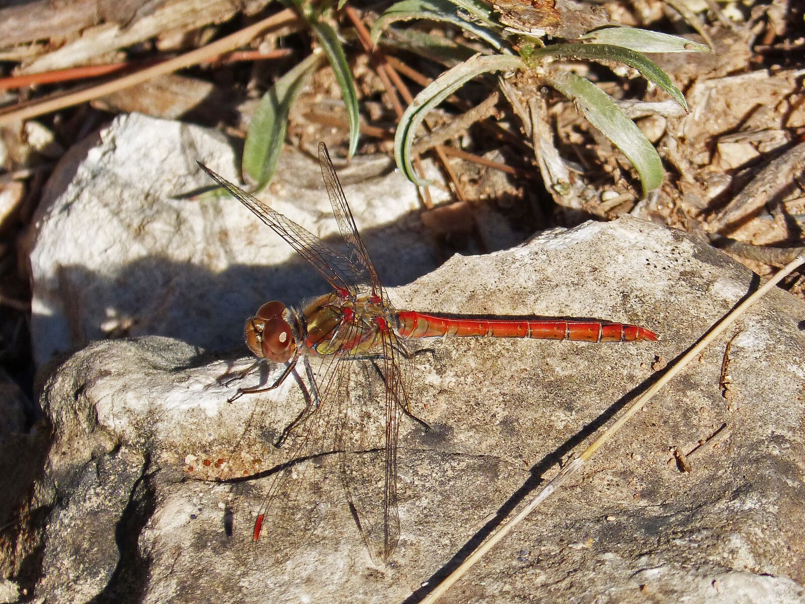 Panasonic DMC-FZ62 sample photo. Dragonfly, red, wings photography