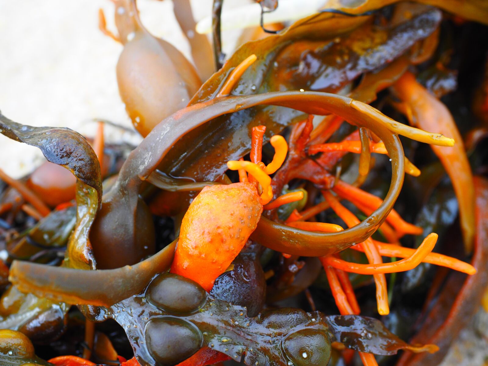Olympus OM-D E-M1 + Olympus M.Zuiko Digital ED 12-40mm F2.8 Pro sample photo. Bladderwrack, tang, seaweed photography
