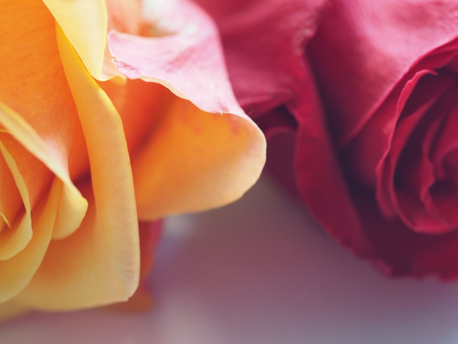 Olympus M.Zuiko Digital ED 60mm F2.8 Macro sample photo. Rose, flower, petal photography