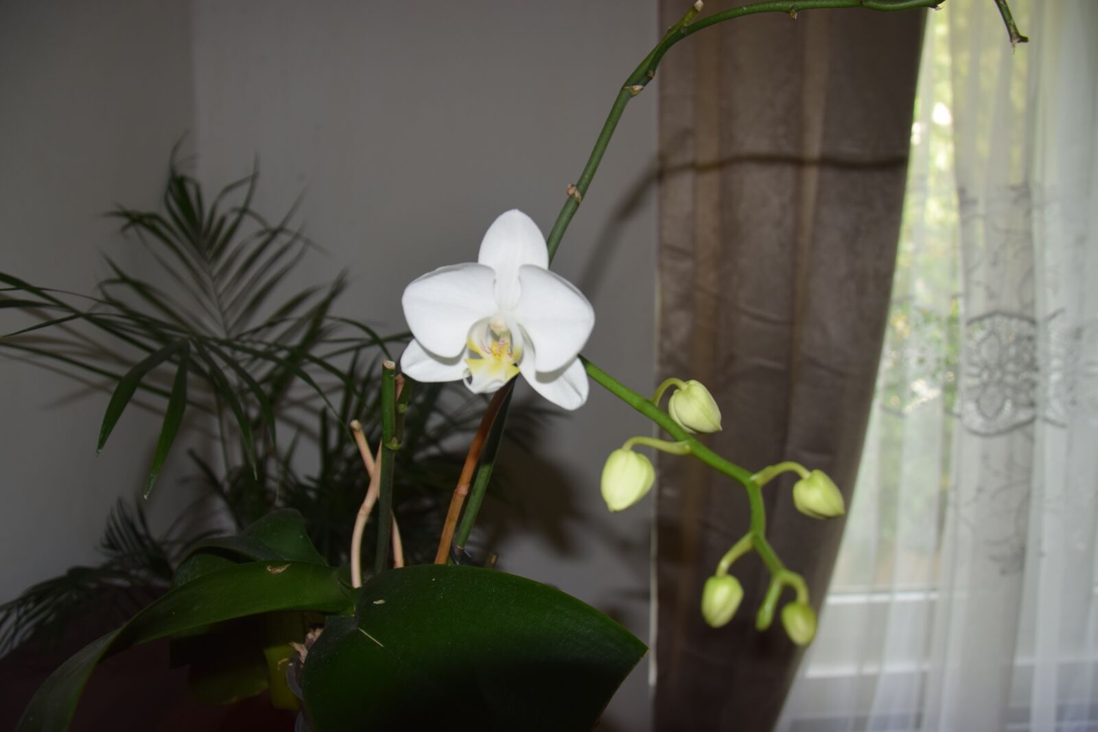 Nikon D5300 sample photo. White flower, house plant photography