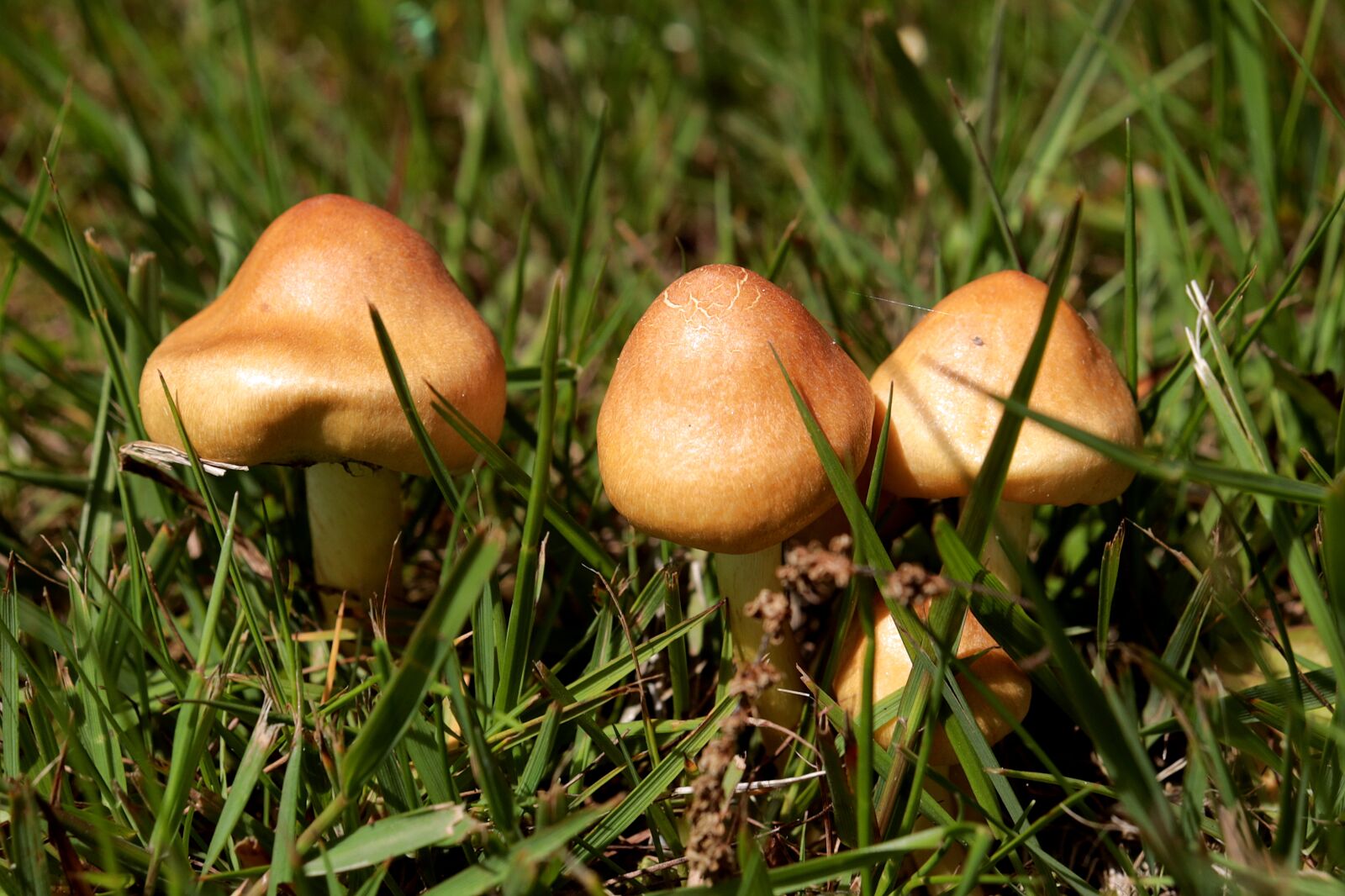 Canon EOS R sample photo. Mushrooms, small mushroom, mushroom photography