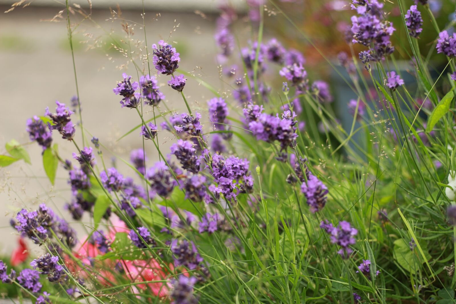 Canon EOS 700D (EOS Rebel T5i / EOS Kiss X7i) sample photo. Lavender, violet, garden photography
