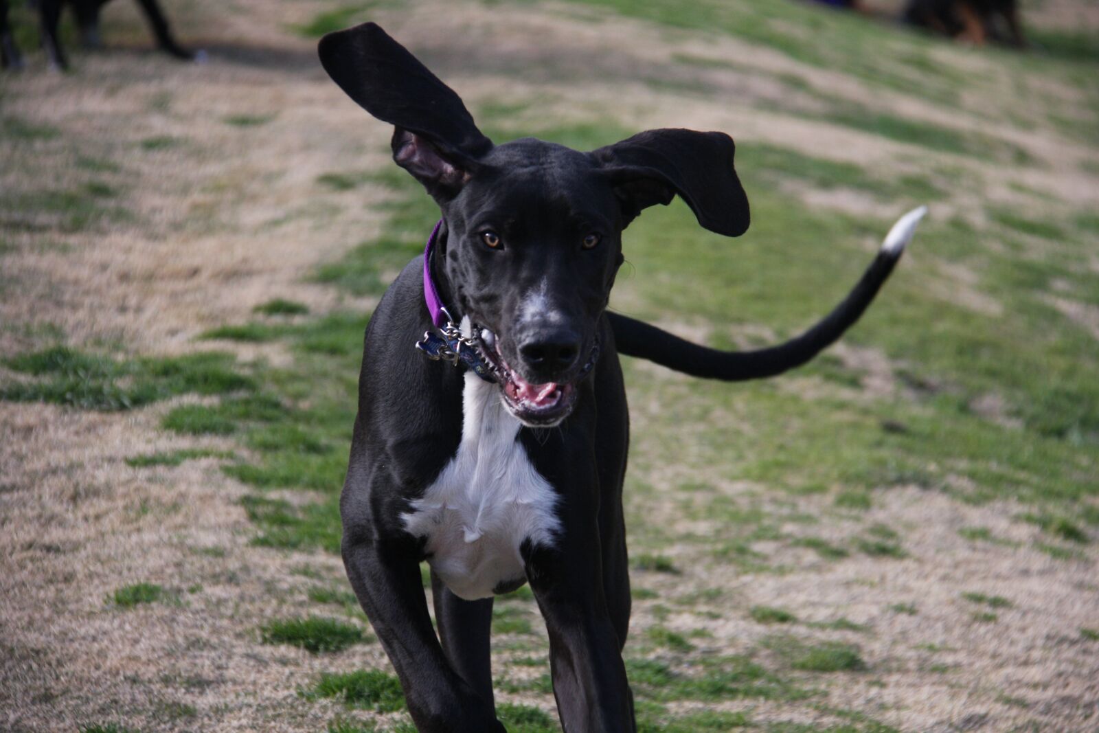 Canon EOS 40D sample photo. Dog, great dane, ears photography