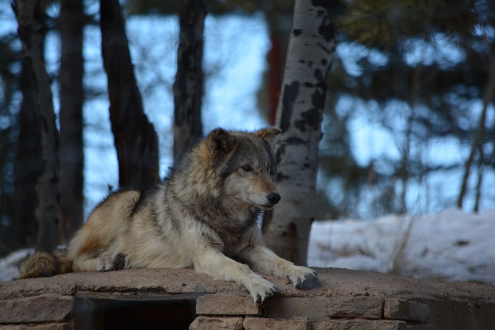 Nikon D7100 sample photo. Wolf, rocks, cave photography