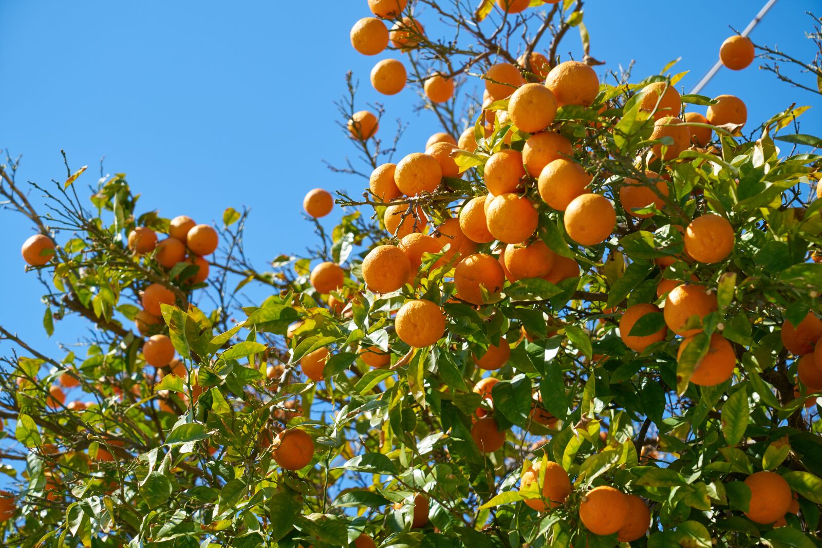 Sony a7R II sample photo. Tangerine, fruit, delicious photography