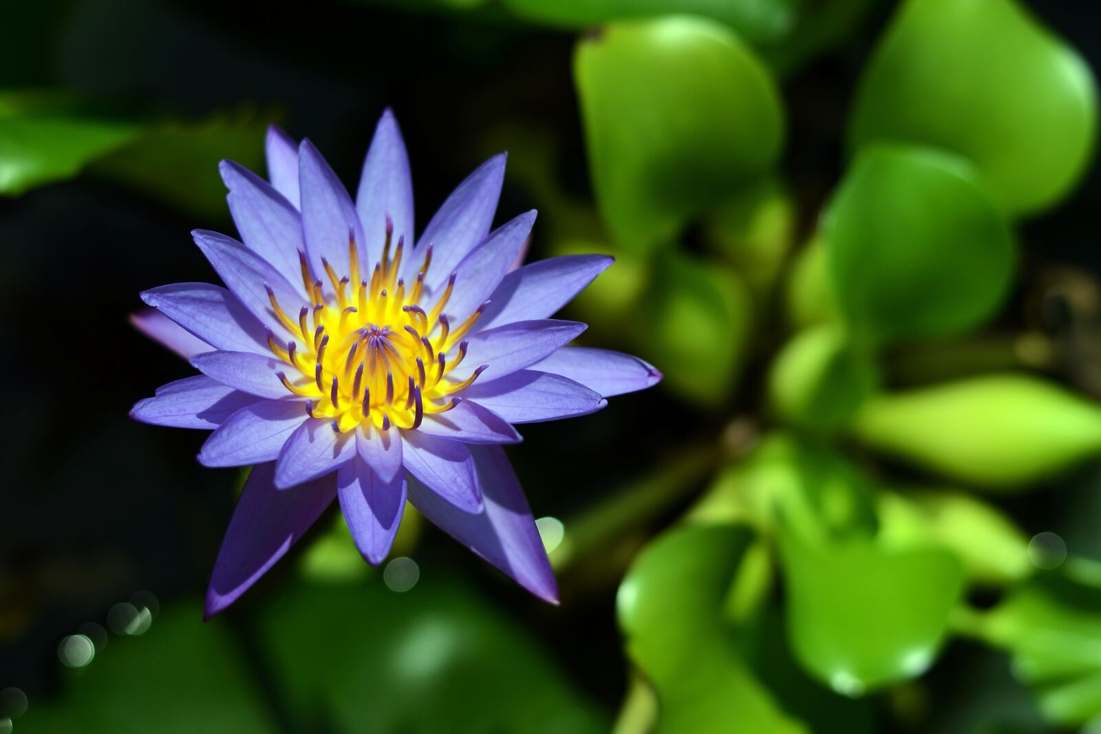 Nikon D3100 sample photo. Nature, flora, flower photography