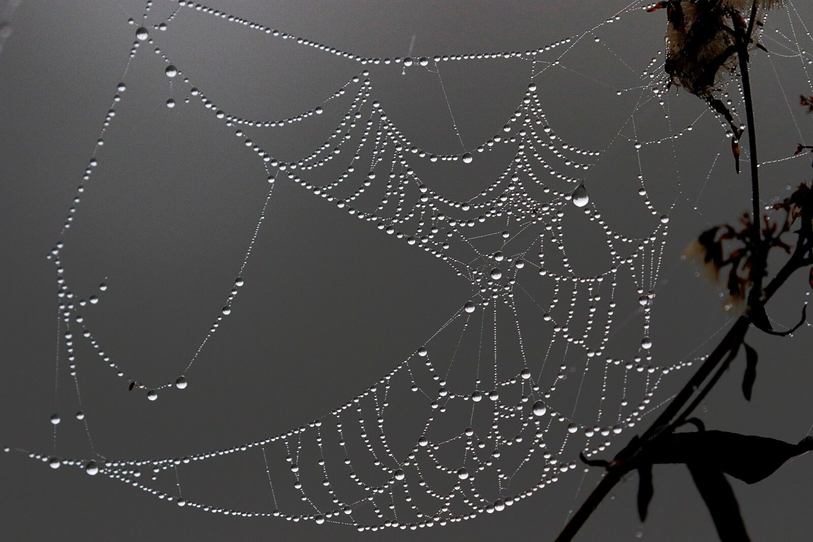 Canon EOS 7D Mark II sample photo. Water, pearls, drops photography