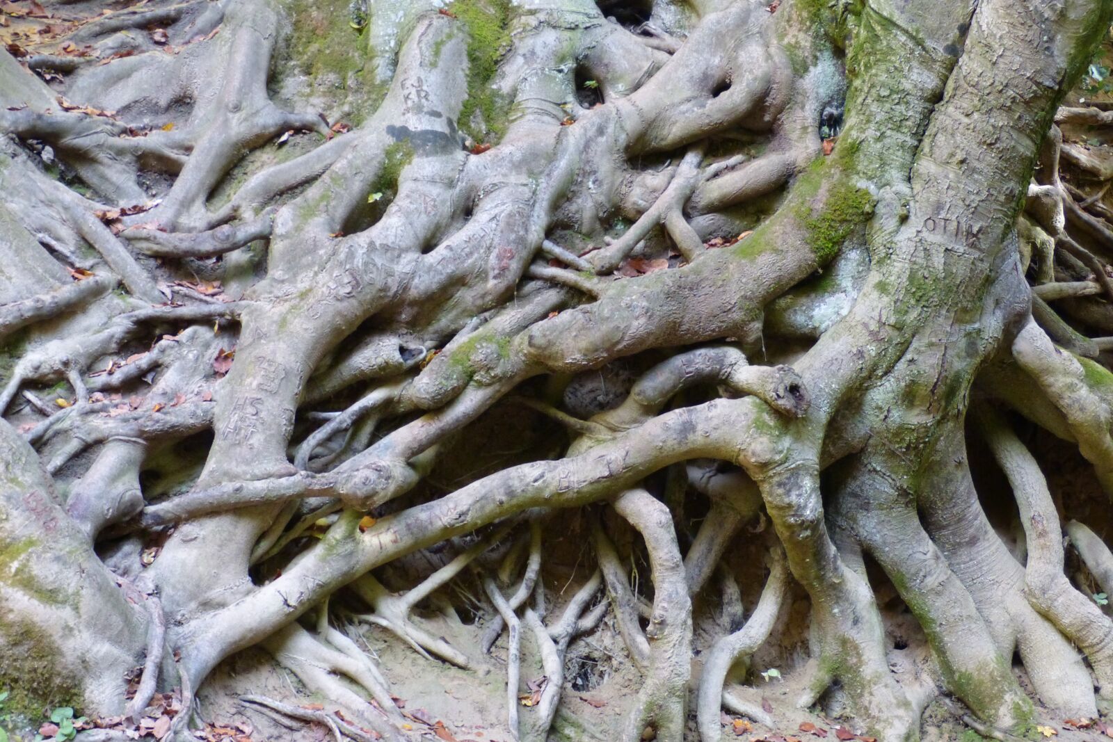 Panasonic DMC-FZ62 sample photo. Root, roots, tree forest photography