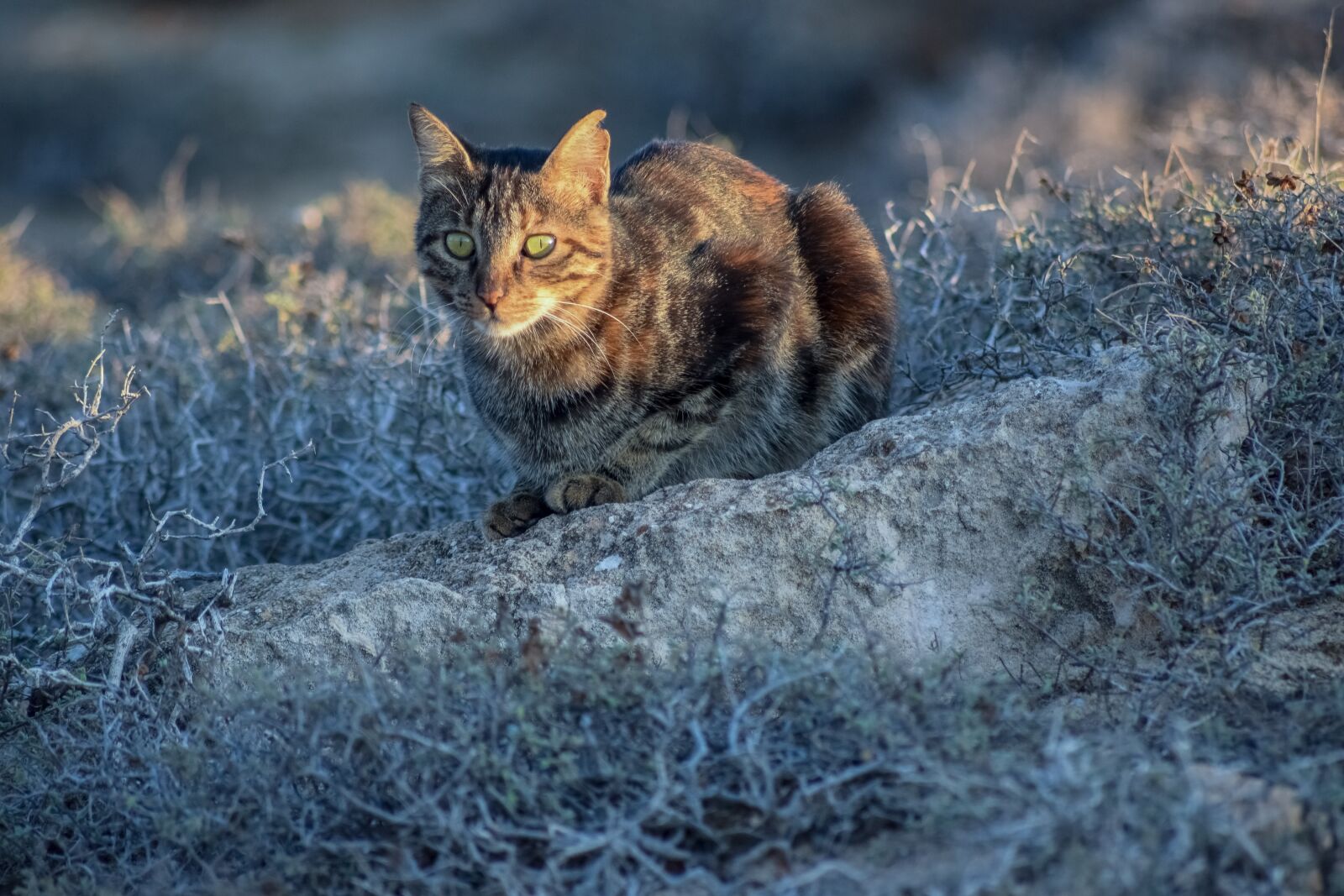 Nikon D3300 sample photo. Cat, stray, animal photography