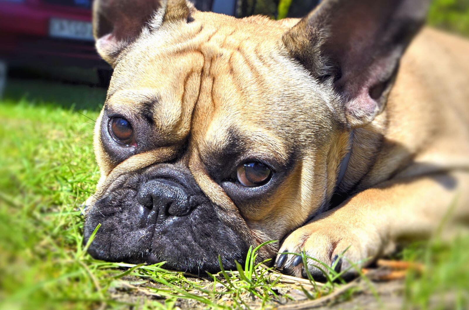Nikon D5100 sample photo. Dog, eyes, muzzle, head photography