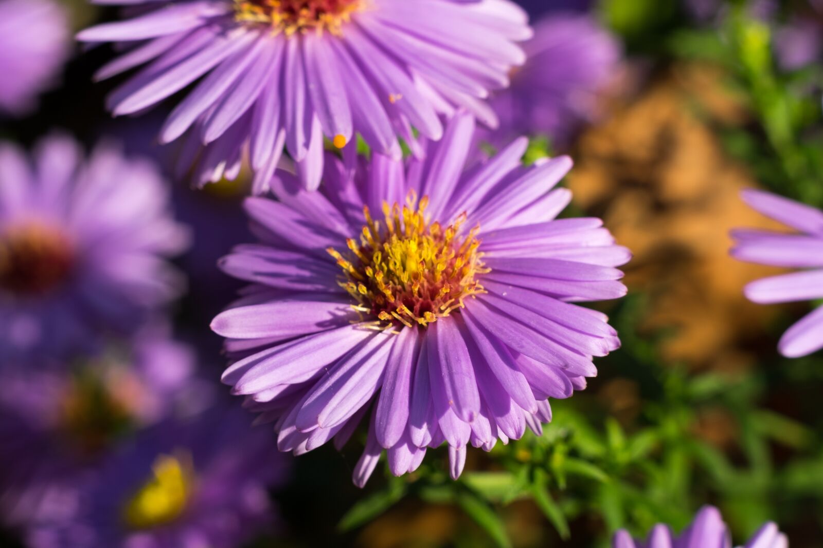 Fujifilm X-T10 sample photo. Flower, aster, trivia photography