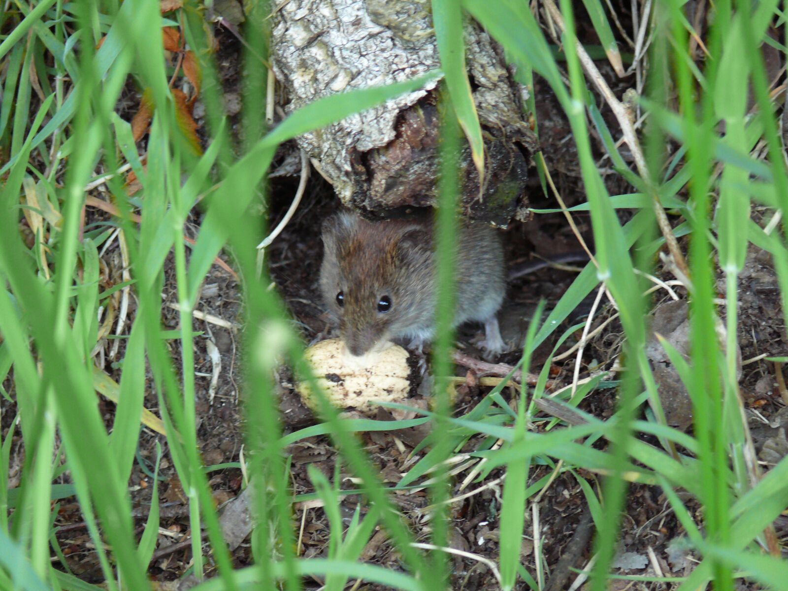 Panasonic DMC-FZ50 sample photo. Field mouse, mouse, nature photography