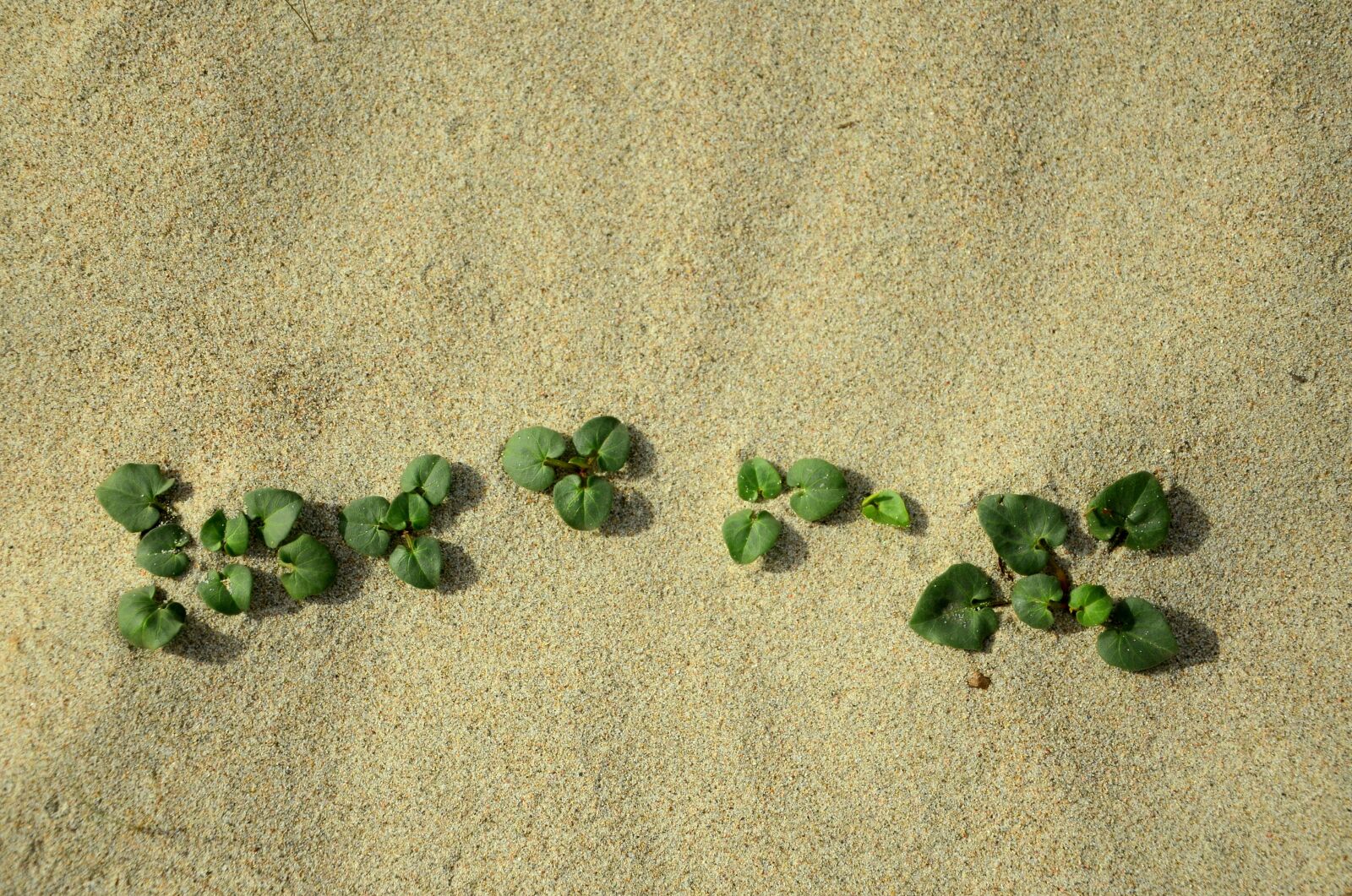 Nikon D7000 sample photo. Sand, life, nature photography