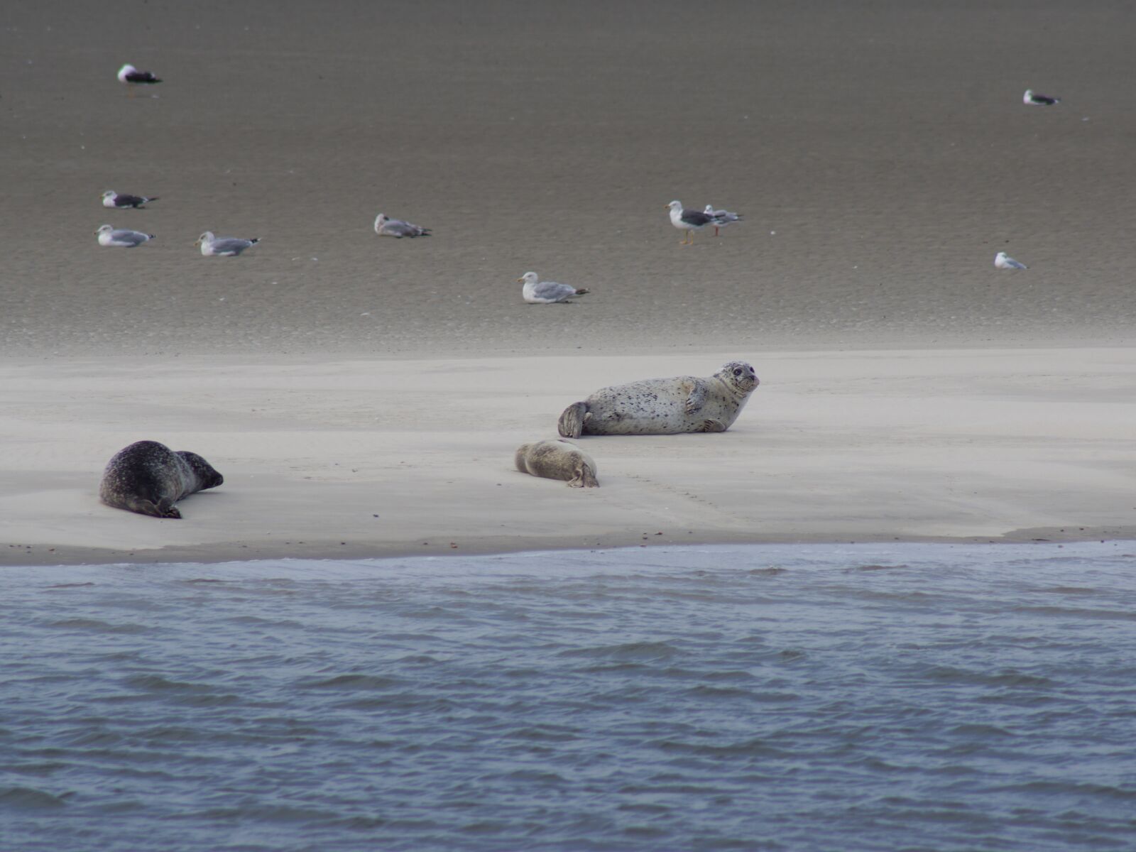 Pentax K-70 sample photo. North sea, seals, crawl photography