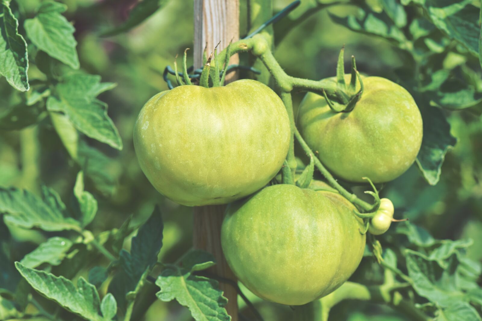 Nikon D7200 sample photo. Tomatoes, panicle tomato, fresh photography