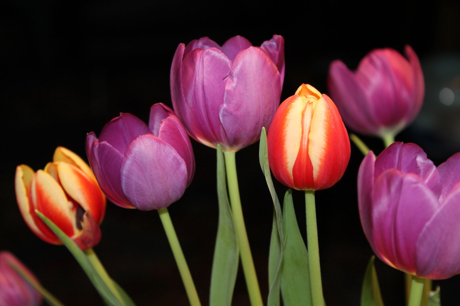 Canon EOS 1100D (EOS Rebel T3 / EOS Kiss X50) sample photo. Tulips, strauss, flowers photography