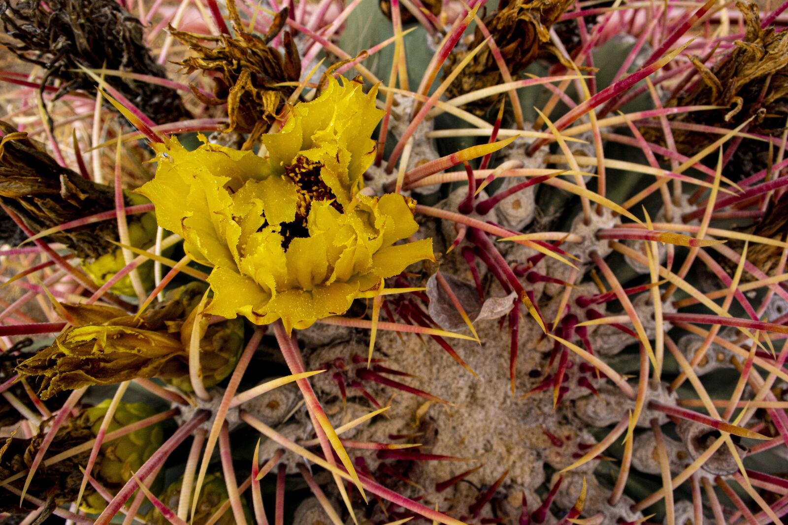 Nikon 1 J4 sample photo. Cactus flower, cactus bloom photography