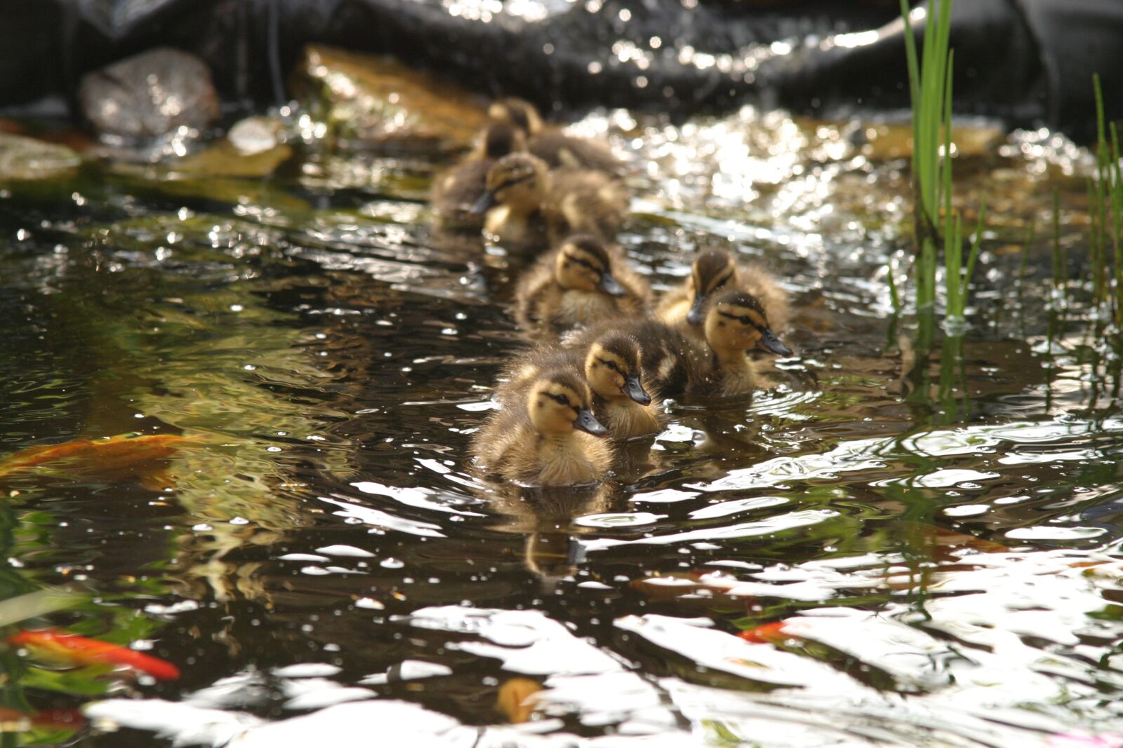 Canon EOS 10D sample photo. Ducky, pond, ducks photography