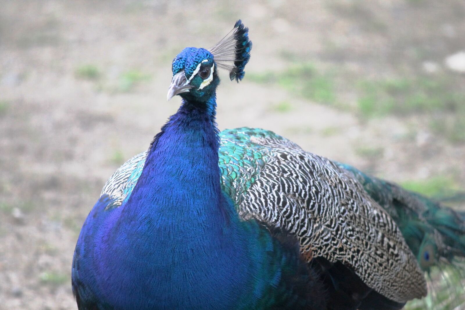Canon EF-S 55-250mm F4-5.6 IS II sample photo. Peacock, ave, feathers photography